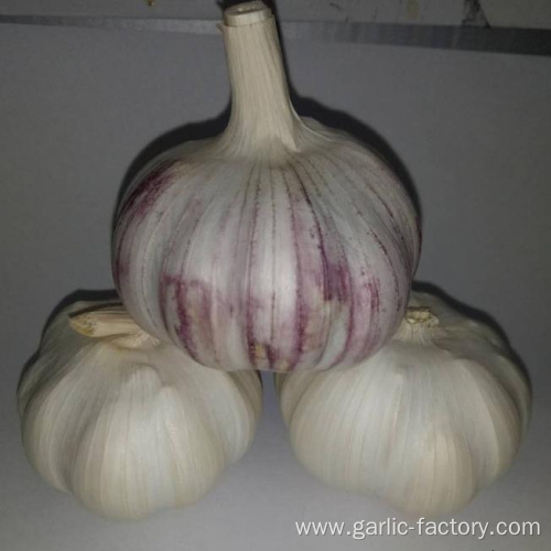 new crop garlic 4.5cm 5.0cm 5.5cm 6.0cm